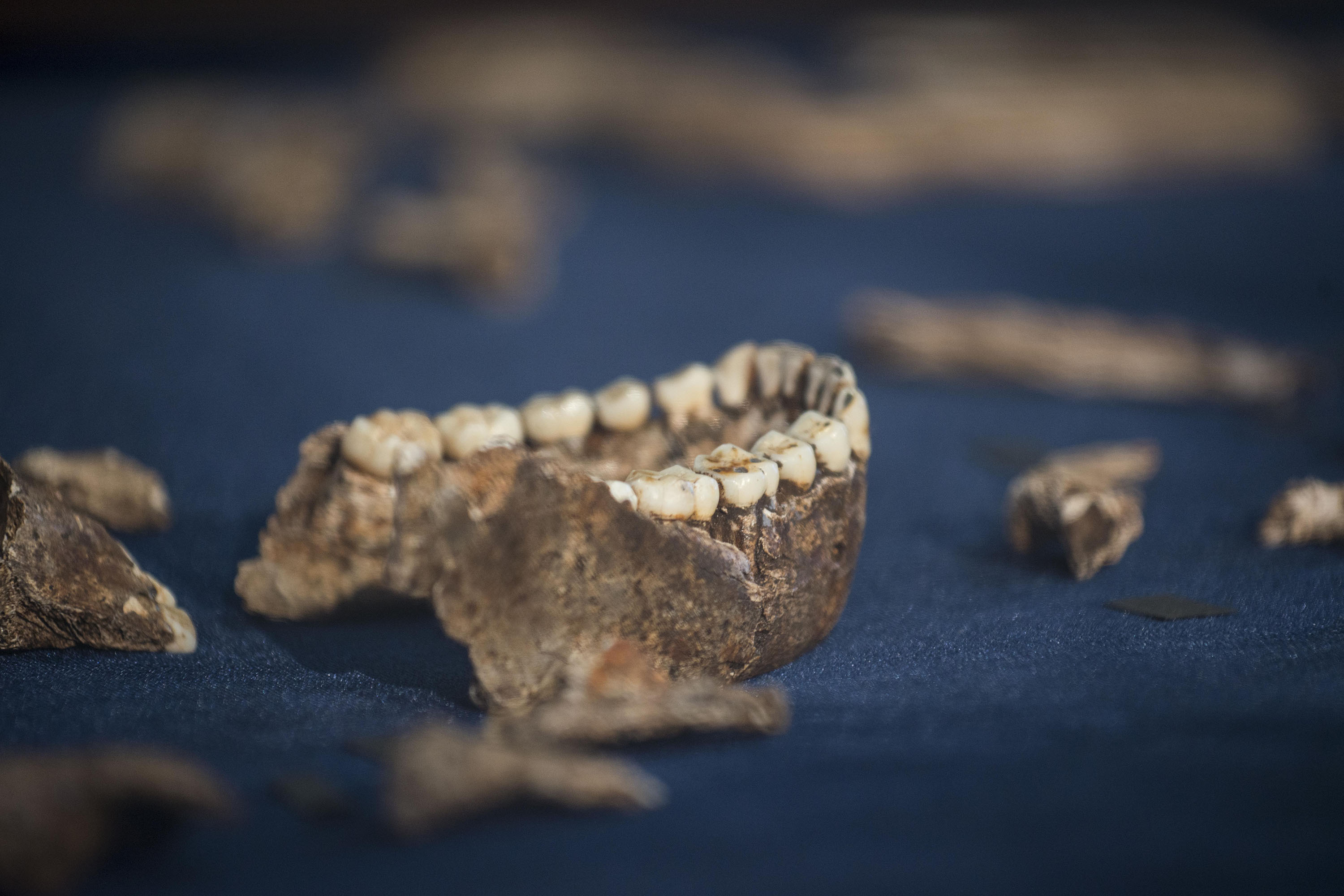 Homo naledi on display | © WITS UNIVERSITY